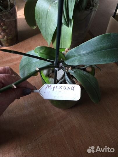 Фаленопсисы