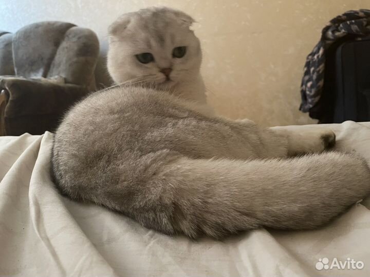 Вязка. Шотландский вислоухий Серебристая шиншилла