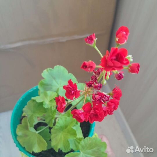 Герань сортовая