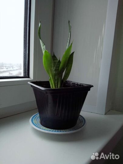 Сансевиерия : Тещин язык