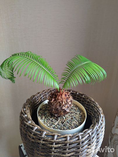 Цветы домашние в горшках