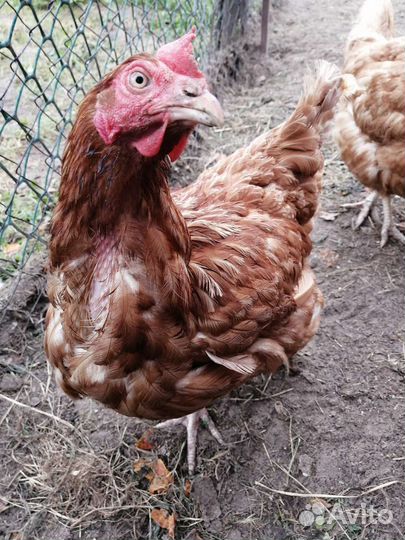 Куры несушки ломан браун