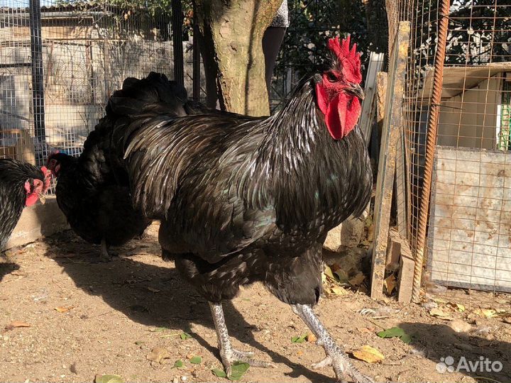 Домашняя птица