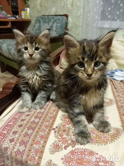 Котята мейн-кун