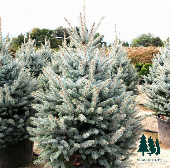 Ель голубая оптом / розница
