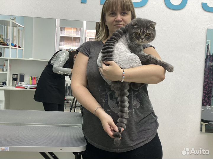 Грумминг собак и кошек. Стрижка, уход, гигиена