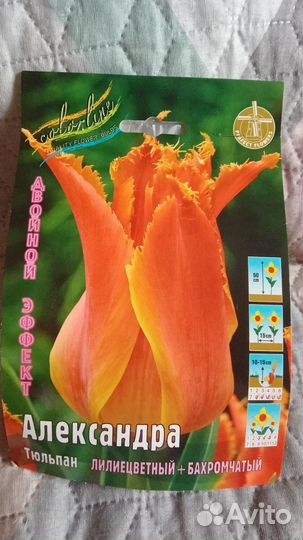 Тюльпаны луковицы