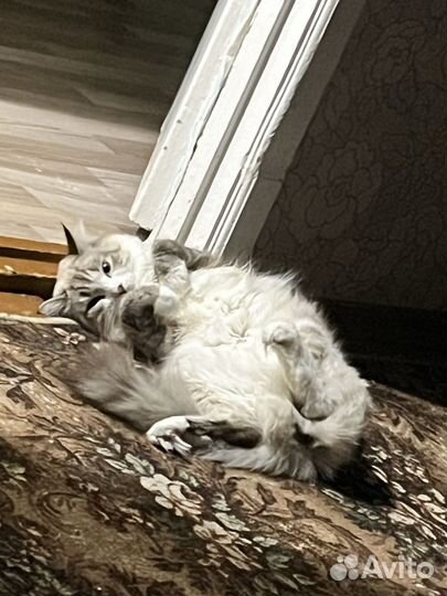 Сибирский кот
