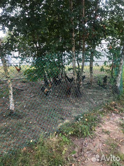 Куры и петухи