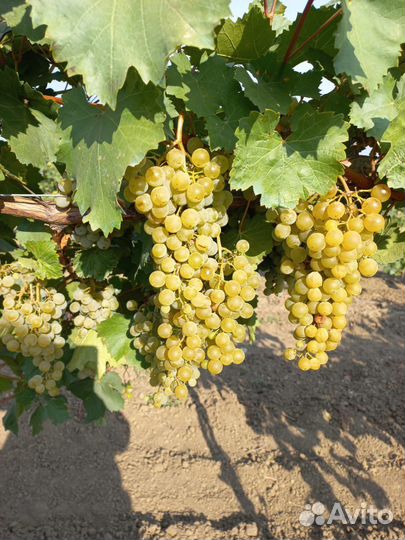 Виноград на вино высшего качества