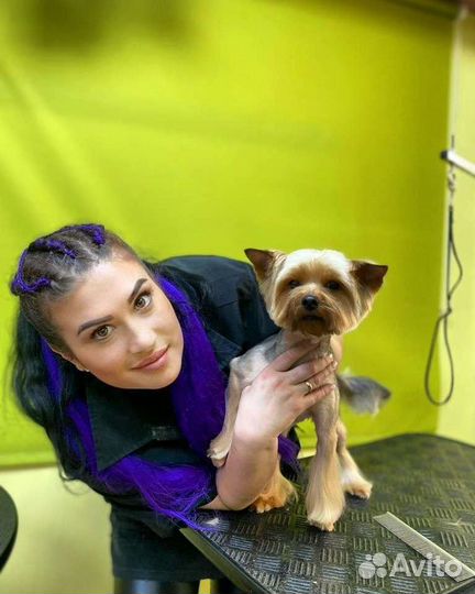 Груминг собак