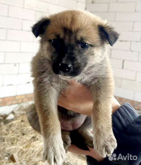 Щенуля девочка осталась одна