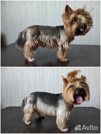 Грумер для мелкашей и котиков