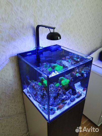 Морской рифовый аквариум 80л