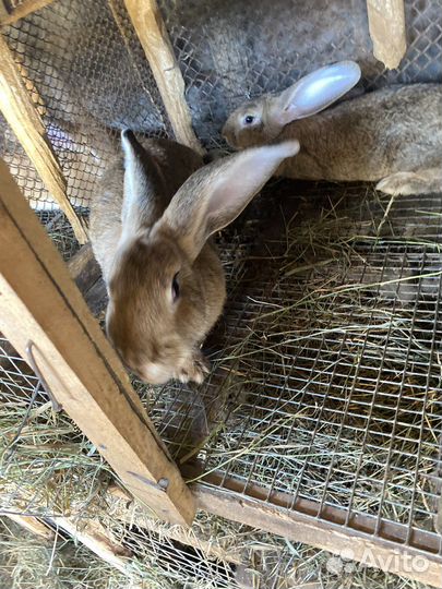 Кролики великаны