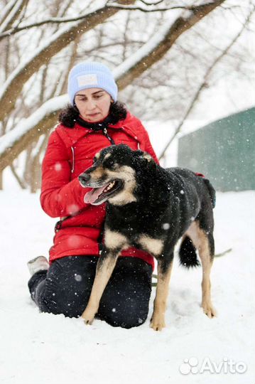 Макс, добрый и преданный