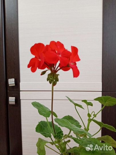 Пеларгония герань