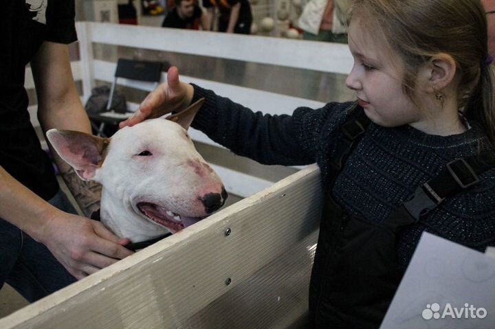 Знакомство с породой «Бультерер»/фотосессия