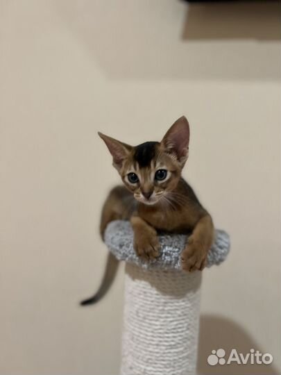 Абиссинские котята