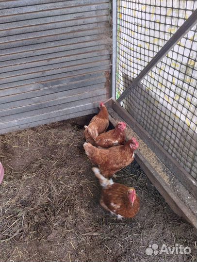 Куры несушки ломан браун