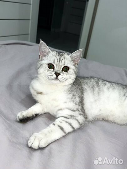 Британская серебристая шиншилла