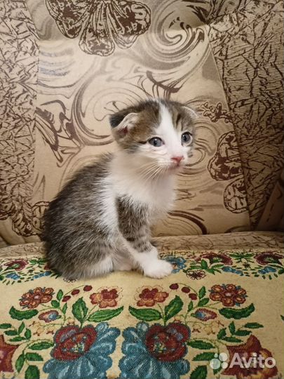 Вислоухий котёнок в добрые руки