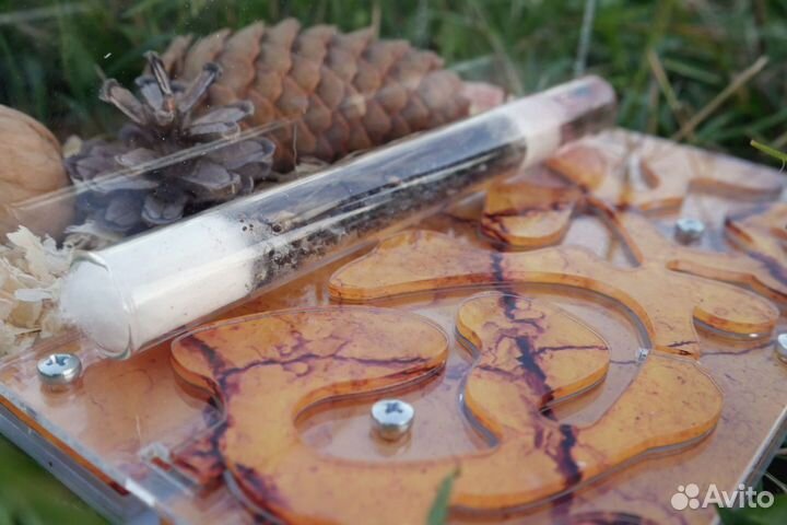 Муравьиная Ферма 