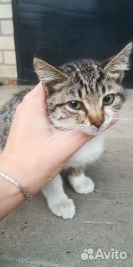 Котята от крысоловки