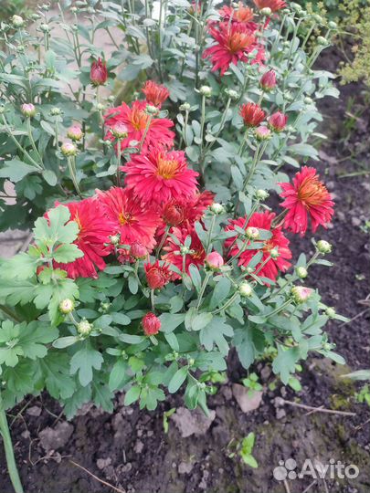 Саженцы хризантем