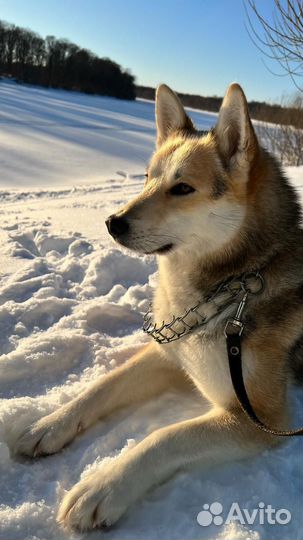 Щенки в добрые руки (осталась одна девочка)