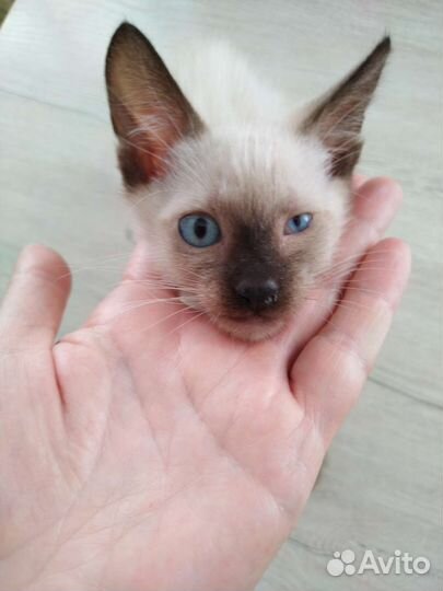 Кошки породистые бесплатно