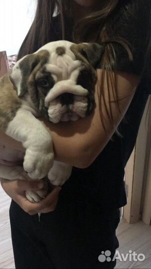 Передержка, дрессировка, зоотакси, подготовка к вы