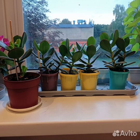 Толстянка детки