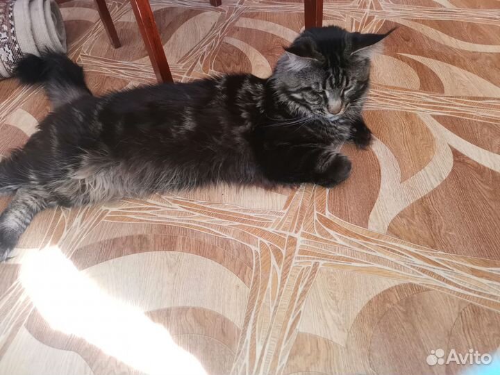 Котята мейн-кун