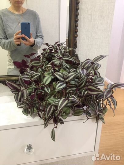 Традесканция зебрина