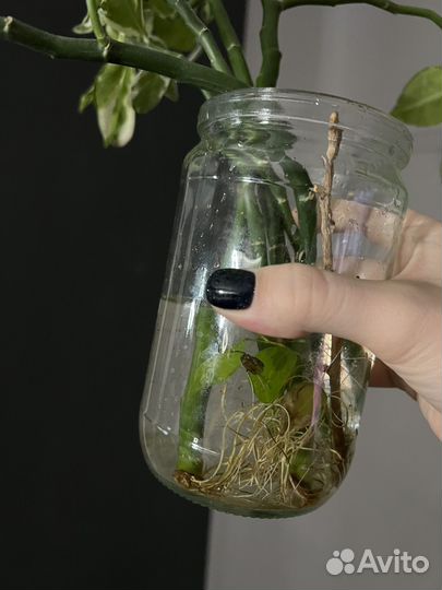 Цветок педилантус комнатный укорененные черенки