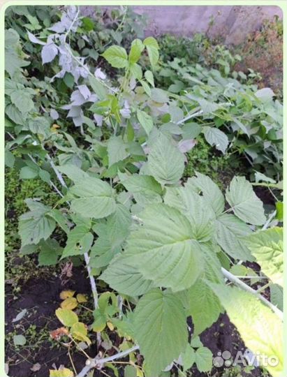 Саженцы ежевики