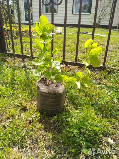 Лимонник китайский