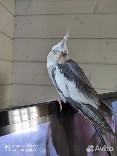 Попугай корелла ручной с клеткой