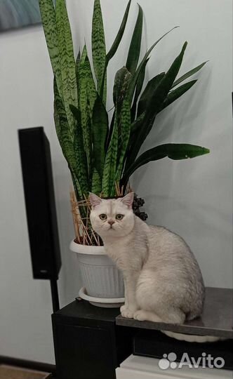 Кот британец серебристый шиншила на вязку