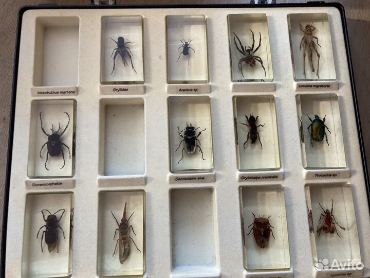 Насекомые в смоле