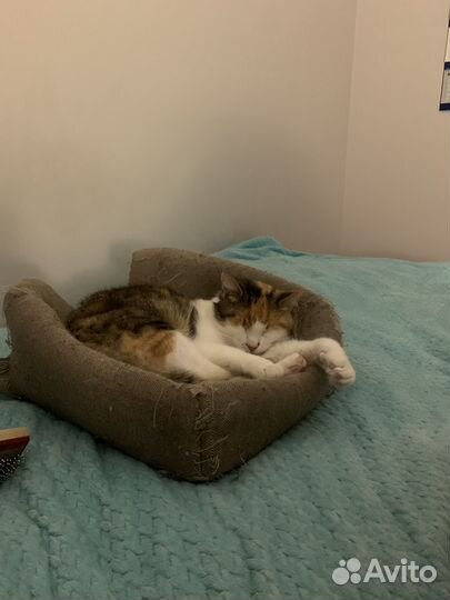 Кошка в добрые руки