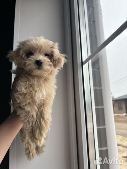 Девочки Мальтипу f1 готовы к продаже