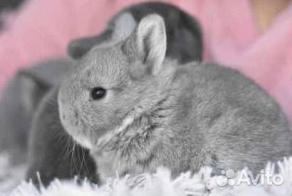 Декоративные кролики Большой Выбор в Питомнике