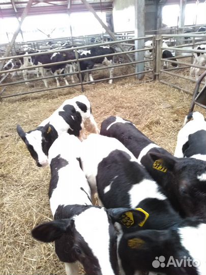 Телята бычки