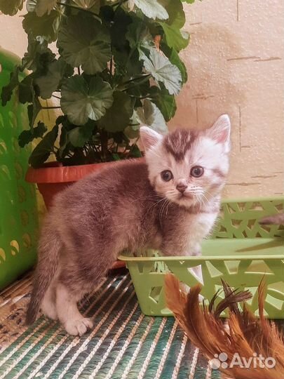 Классные британчики