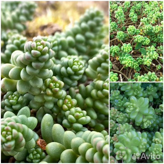 Ясколка, очитки, овсяницы, злаки, молодило