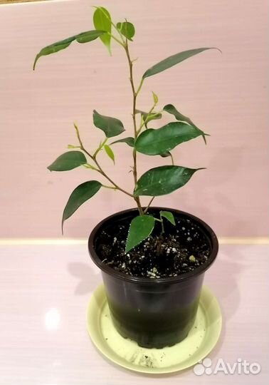 Фикус бенджамина пестролистный и Даниель