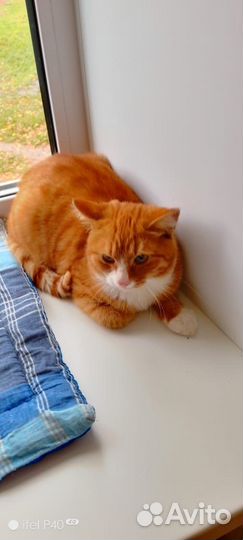 Кот