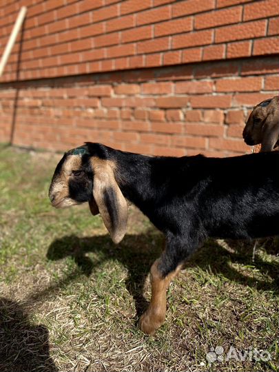 Козлики Камори-Нубийские